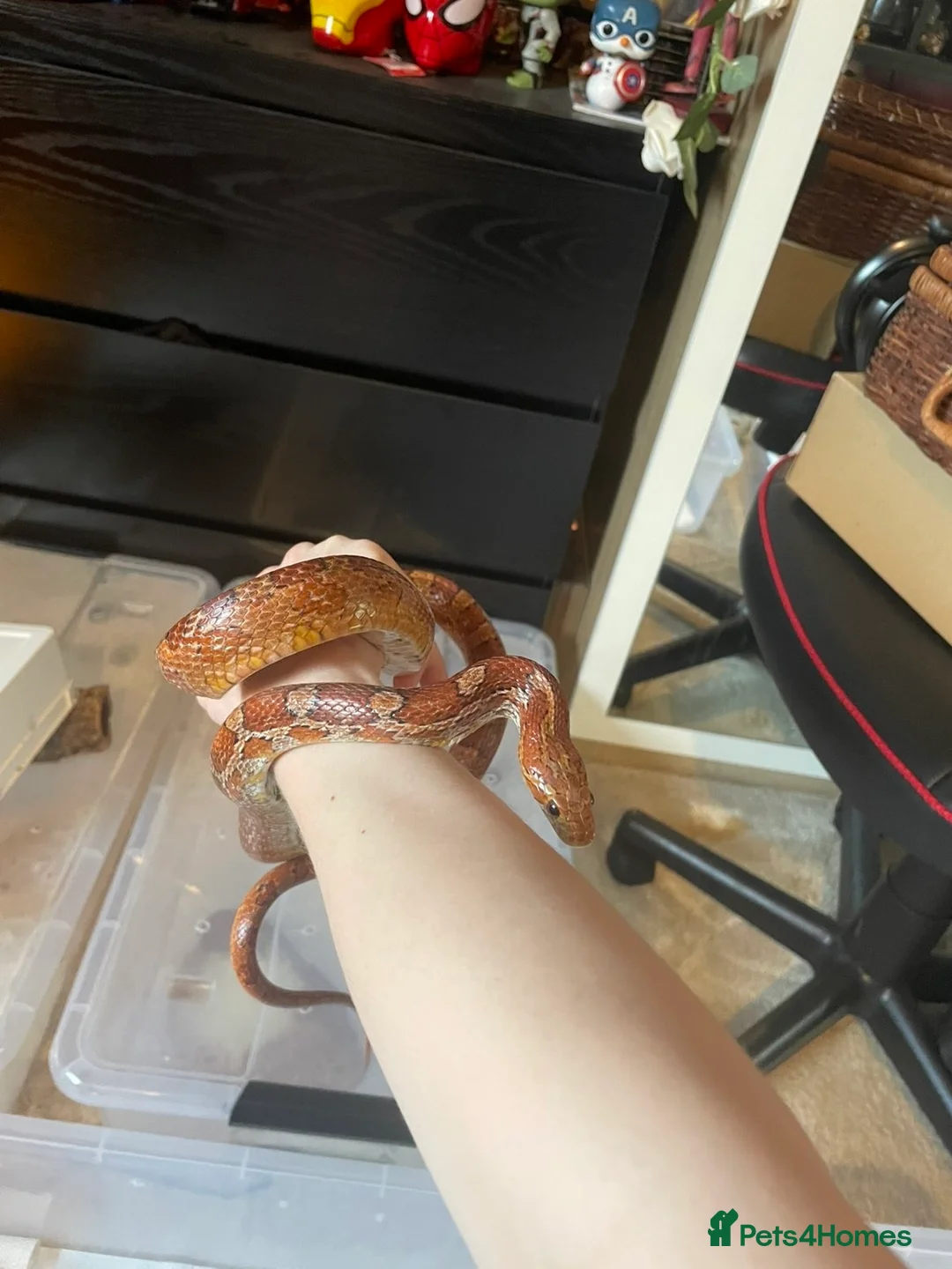 Corn Snake reptiles for sale: Corn snake- Pumkin - Advert 4