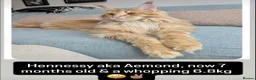 Maine Coon cats for sale: Family Raised Russian Maine Coons  - Advert 7