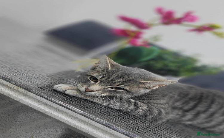 Russian Blue cats - Advert 2