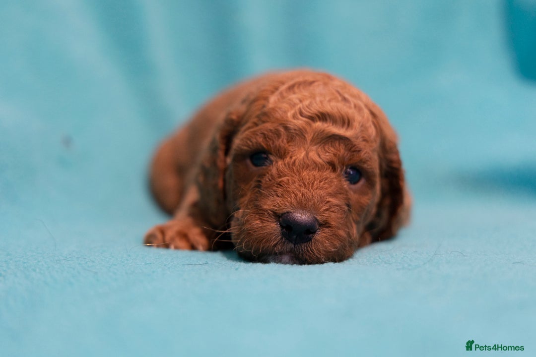 Mixed Breed dogs for sale: Beautiful litter of Australian labradoodles  - Advert 24