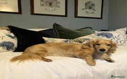 Dachshund dogs for sale: Lovely Family Dog - Tarquin Tweeny Dachshund  - Image 1