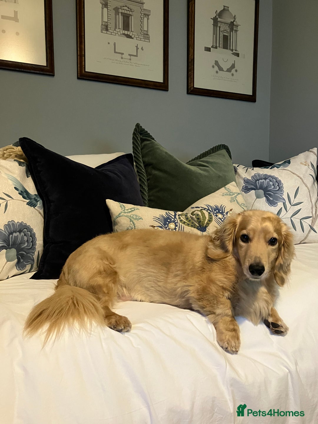 Dachshund dogs for sale: Lovely Family Dog - Tarquin Tweeny Dachshund  - Image 1
