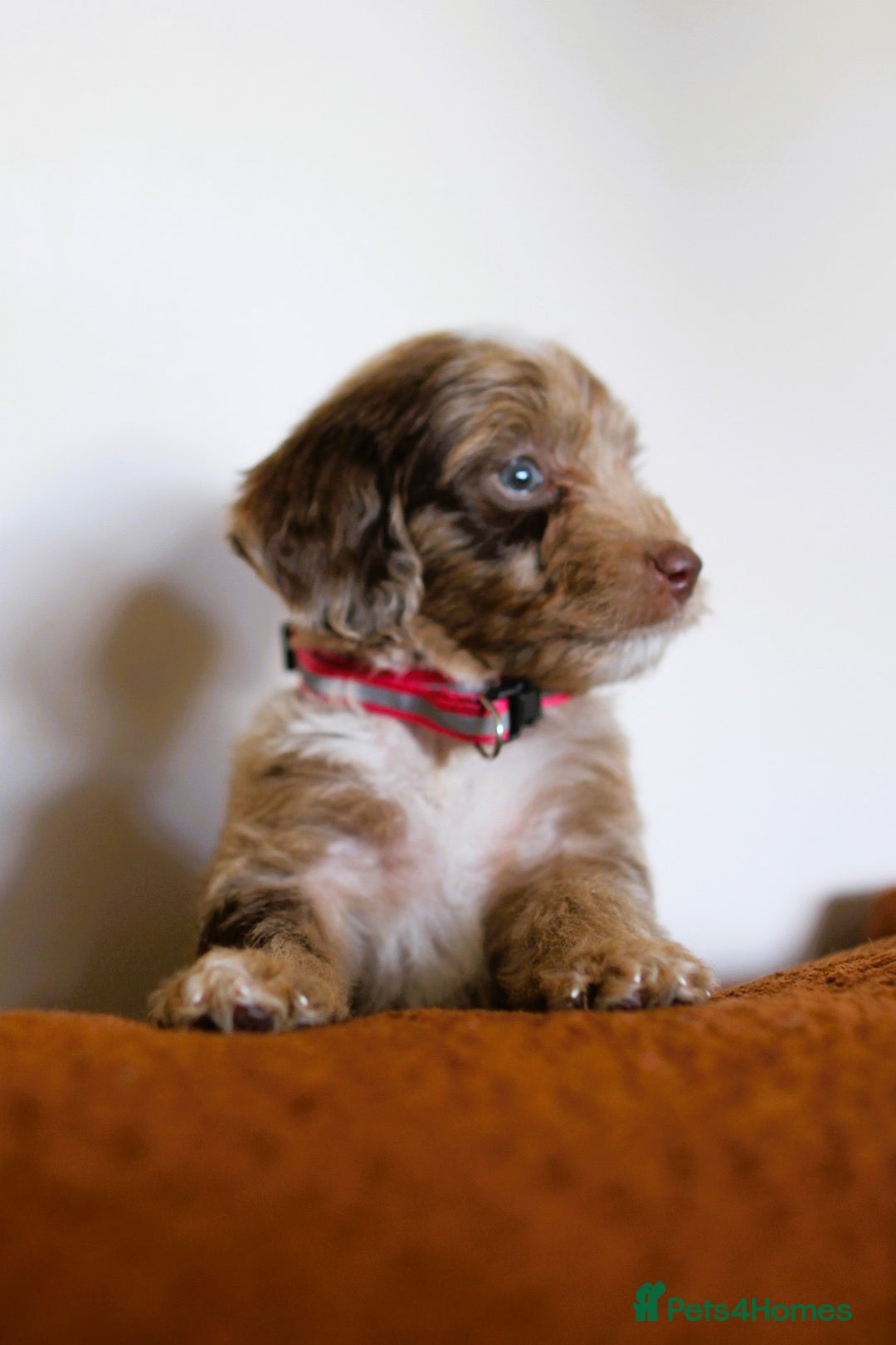 Cockapoo dogs for sale: F1 Merle cockapoos  - Image 5