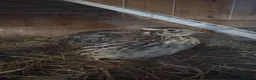 Quail poultry for sale: Quail  - Advert 2