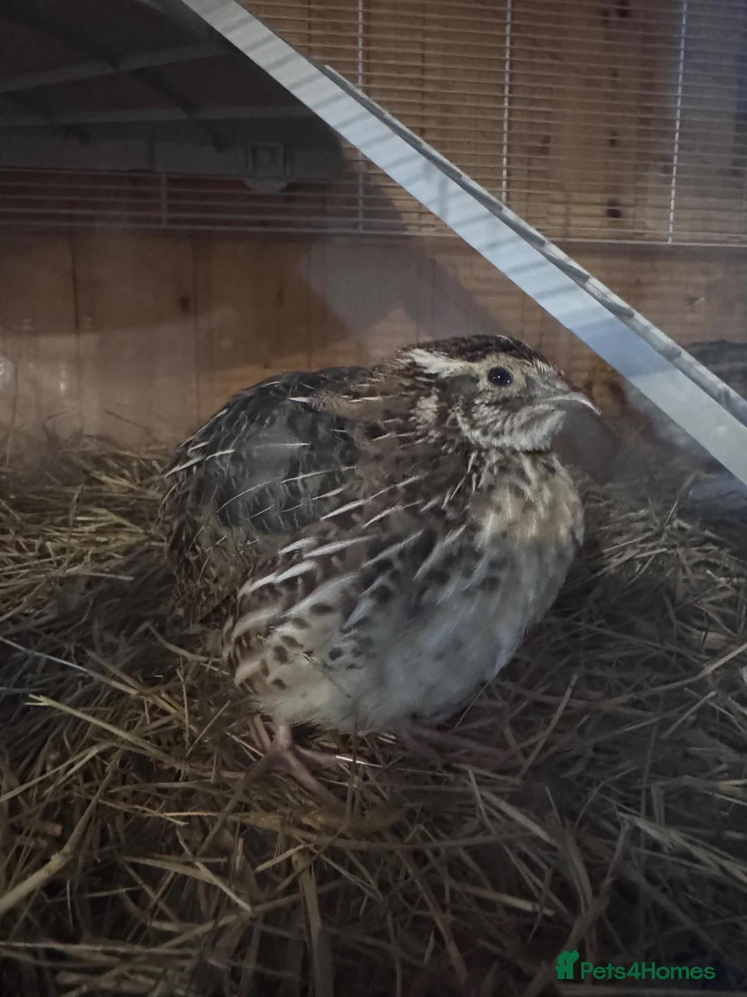 Quail poultry for sale: Quail  - Advert 2