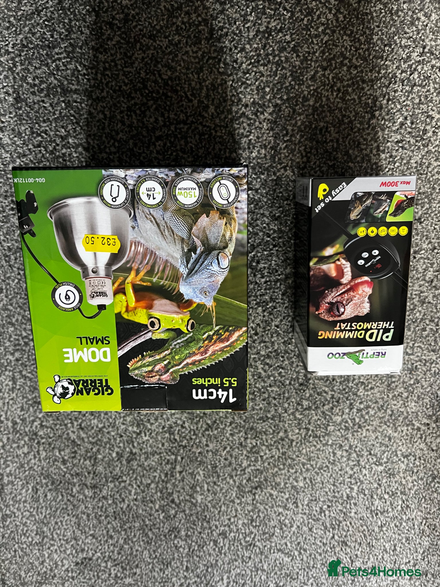 Gecko reptiles for sale: velvet gecko in Chatteris - Advert 5