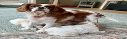 Cavapoo dogs for sale: Stunning F1 Cavapoo  - Advert 9
