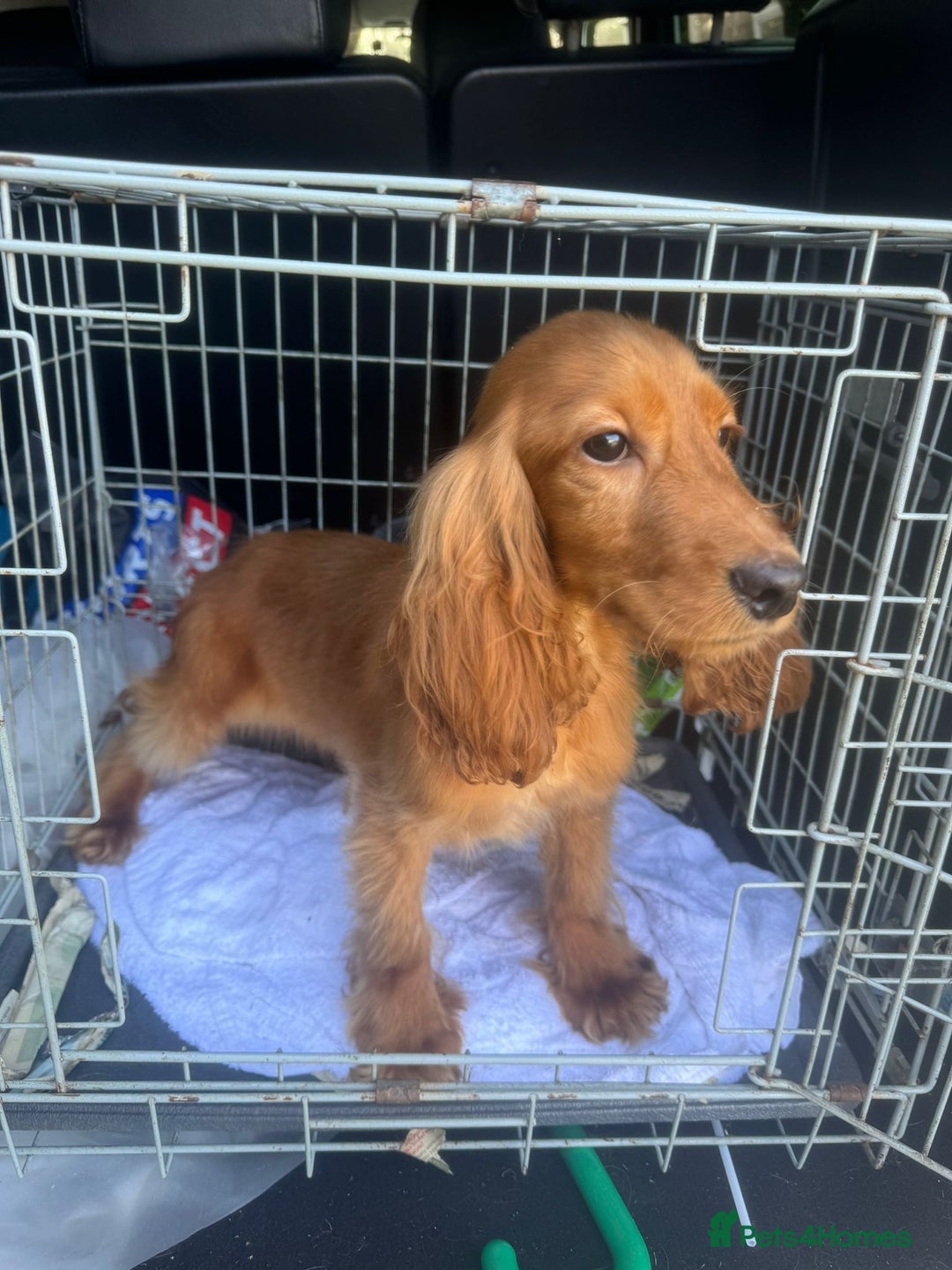 Cocker Spaniel dogs for sale: 😍 Beautiful Golden Cocker Spaniel Puppy Boy - Image 5