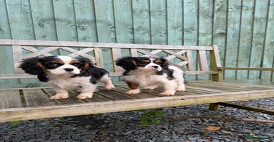 Cavalier King Charles Spaniel dogs  Cavalier King Charles Spaniels  - Advert 3