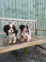 Cavalier King Charles Spaniel dogs Cavalier King Charles Spaniels - Advert 9