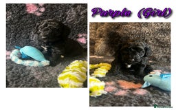 Mixed Breed dogs for sale: Cavapoochon puppies  - Image 13