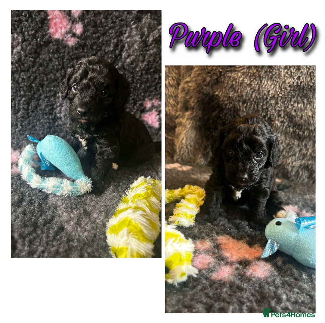 Mixed Breed dogs for sale: Cavapoochon puppies  - Image 13