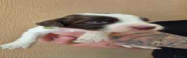 Sprocker 2