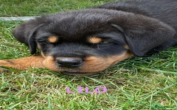 Rottweiler dogs for sale: Family bred and loved Rottweiller puppies - Image 24