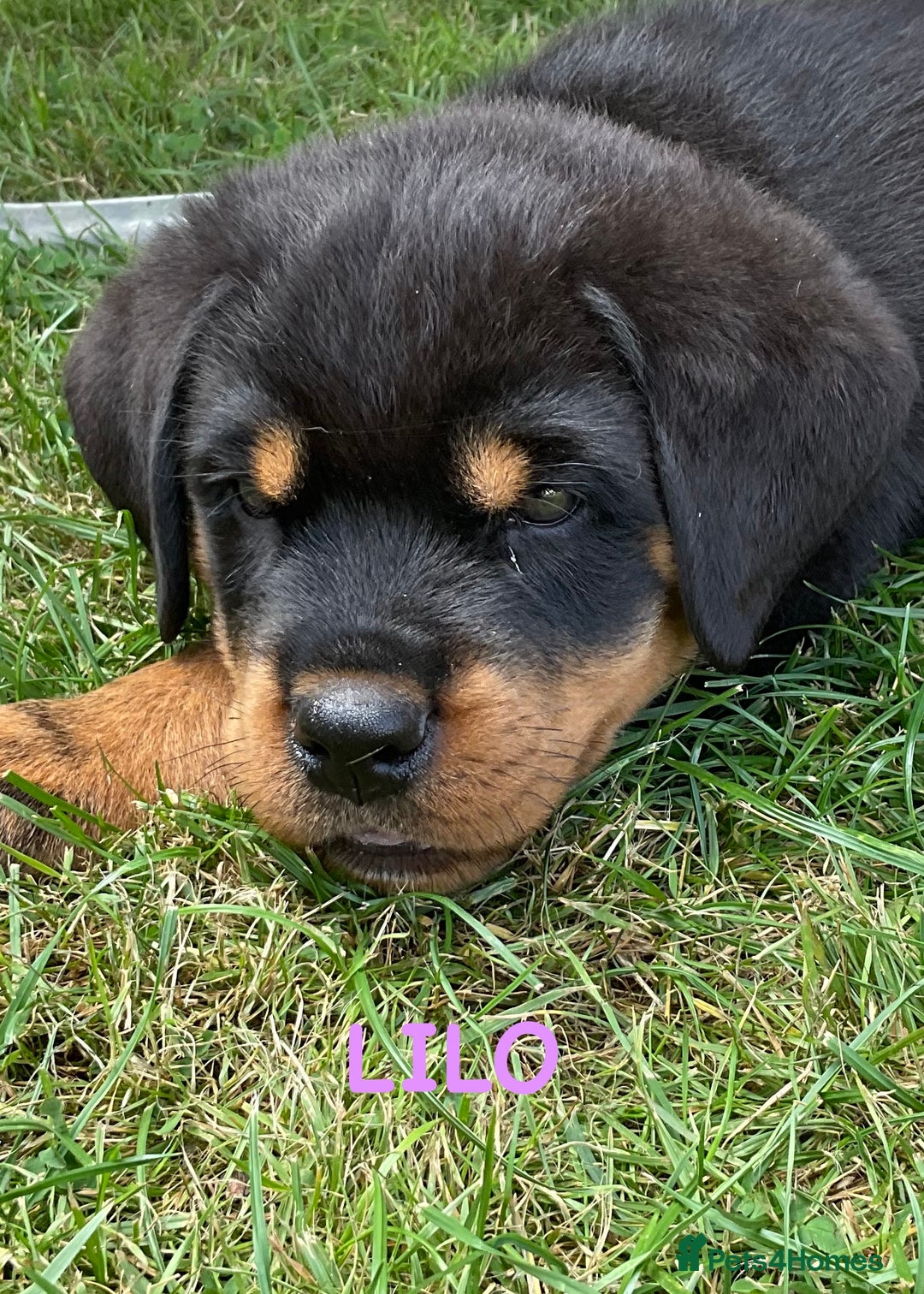 Rottweiler dogs for sale: Family bred and loved Rottweiller puppies - Image 24