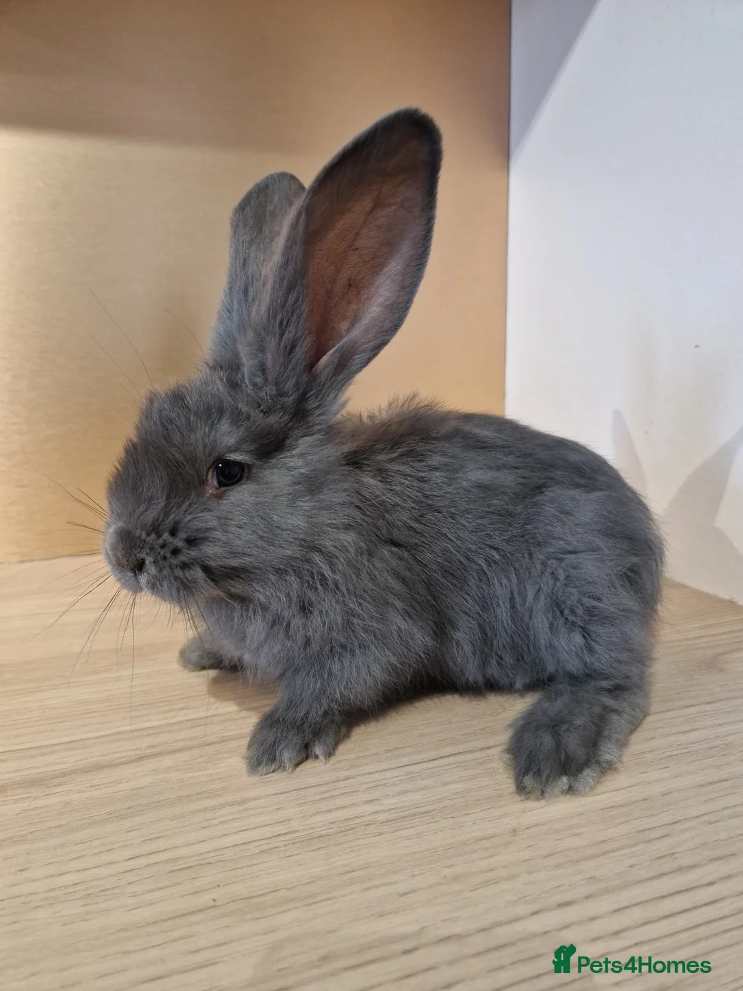 Continental Giant rabbits for sale: Continental Giant Blue  in Carlisle - Advert 6