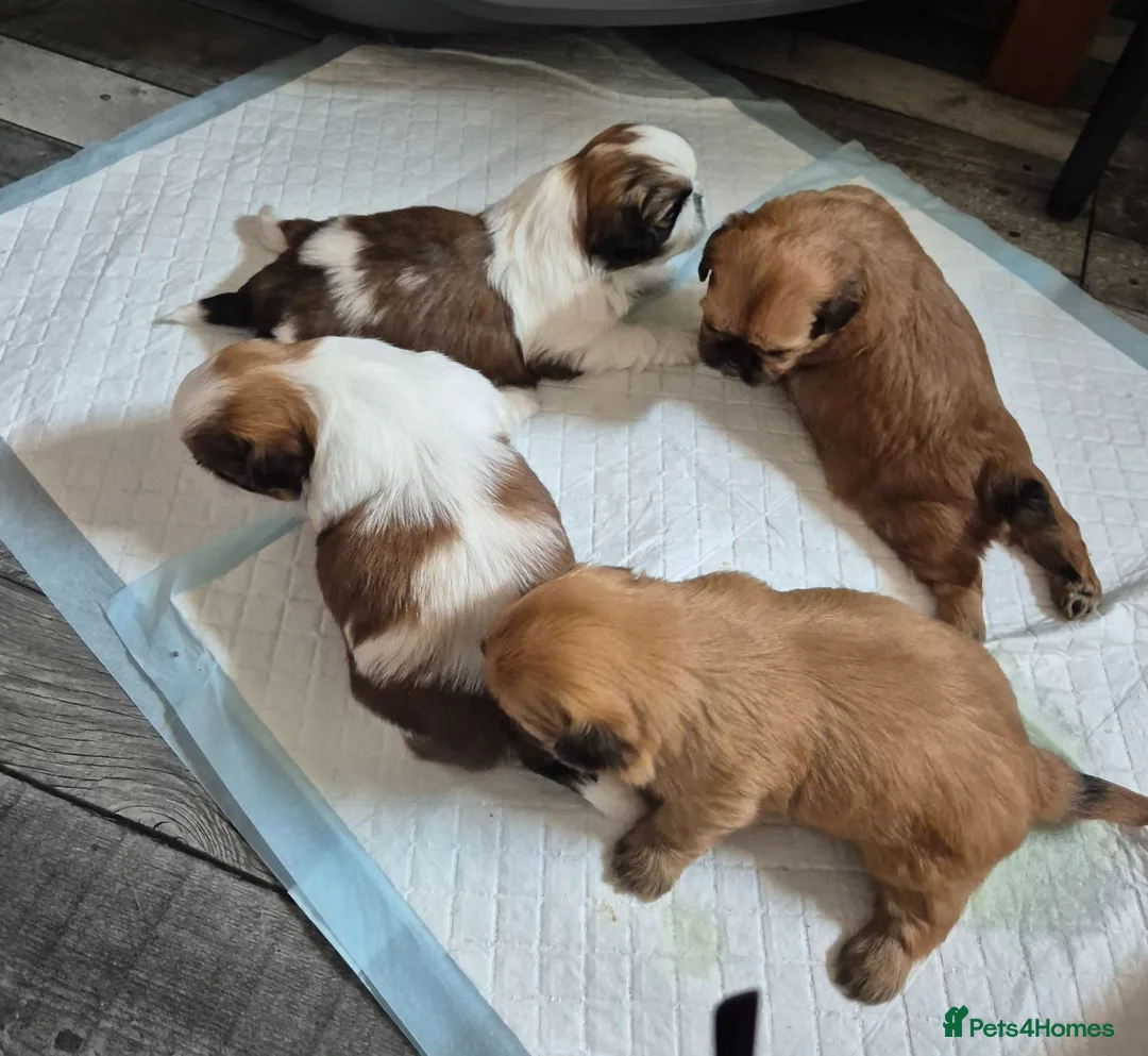Shih Tzu dogs for sale: 4 Female Imperial ShihTzu Puppies for Sale - Advert 2