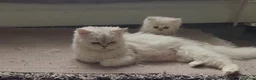 Persian cats for sale: 1 male left Persian chinchilla  - Advert 7
