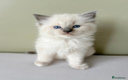 Ragdoll cats for sale: Gorgeous Male Ragdoll Kitten- Ready Now - Image 6
