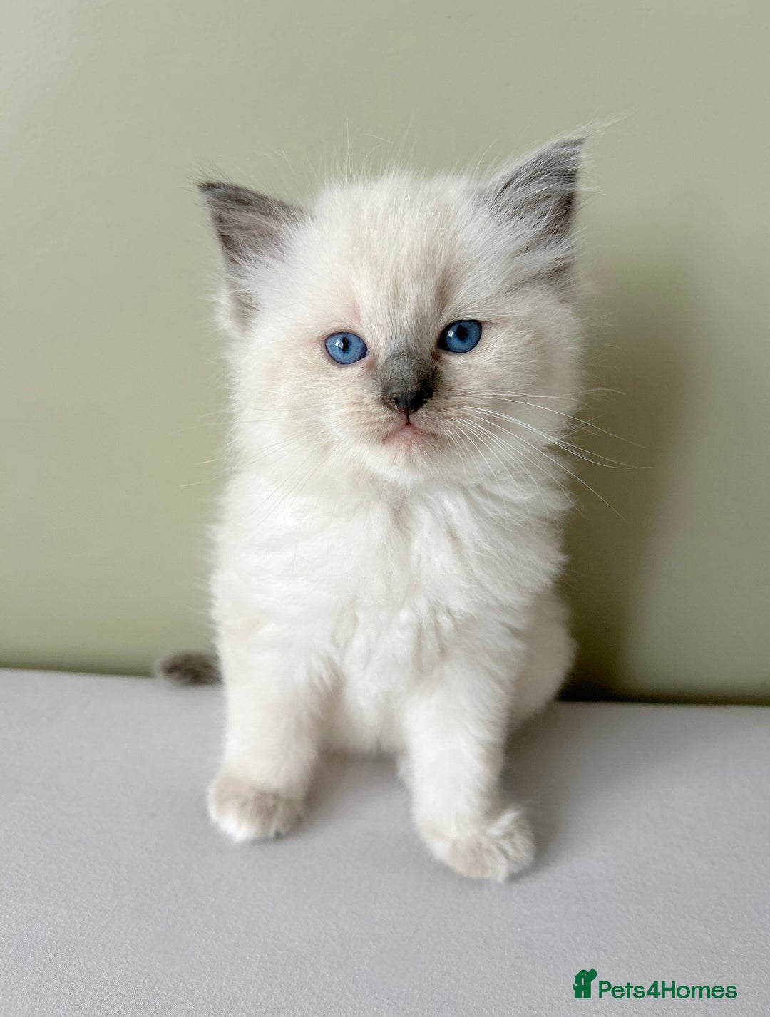 Ragdoll cats for sale: Gorgeous Male Ragdoll Kitten- Ready Now - Image 6