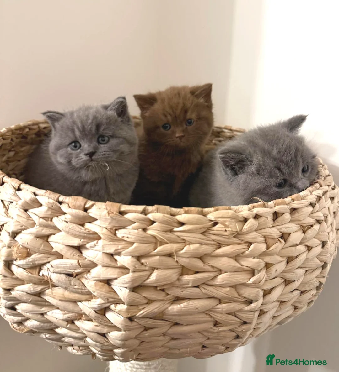 British Shorthair cats for sale: Adorable British Shorthair Kittens for Sale in Lincoln - Advert 20