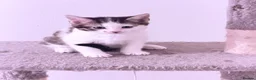 Domestic Shorthair cats for sale: Stunning British Tabby Kittens – Ready April 4th - Advert 26