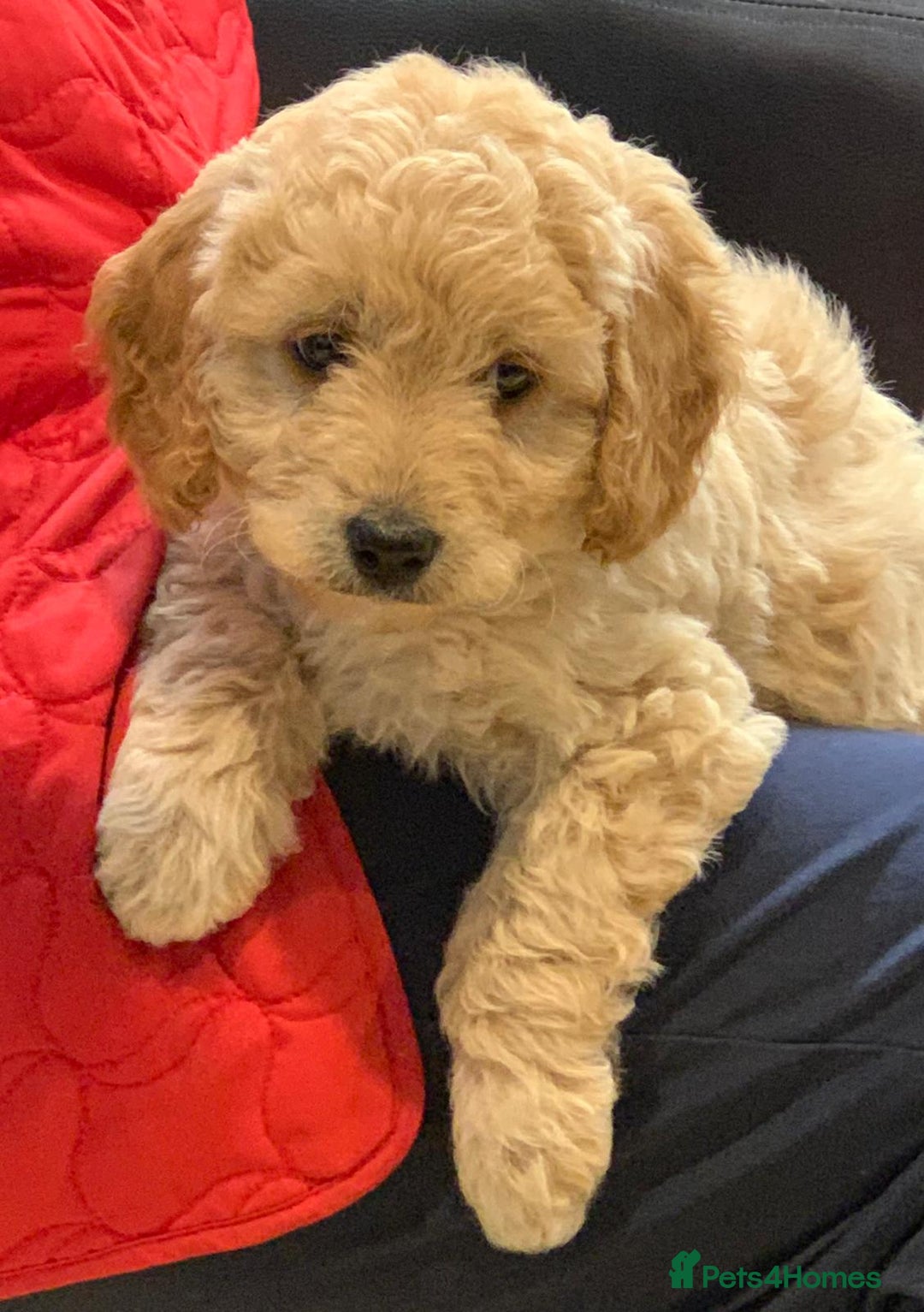 Labradoodle dogs for sale: Beautiful miniature labradoodle puppies - Image 7