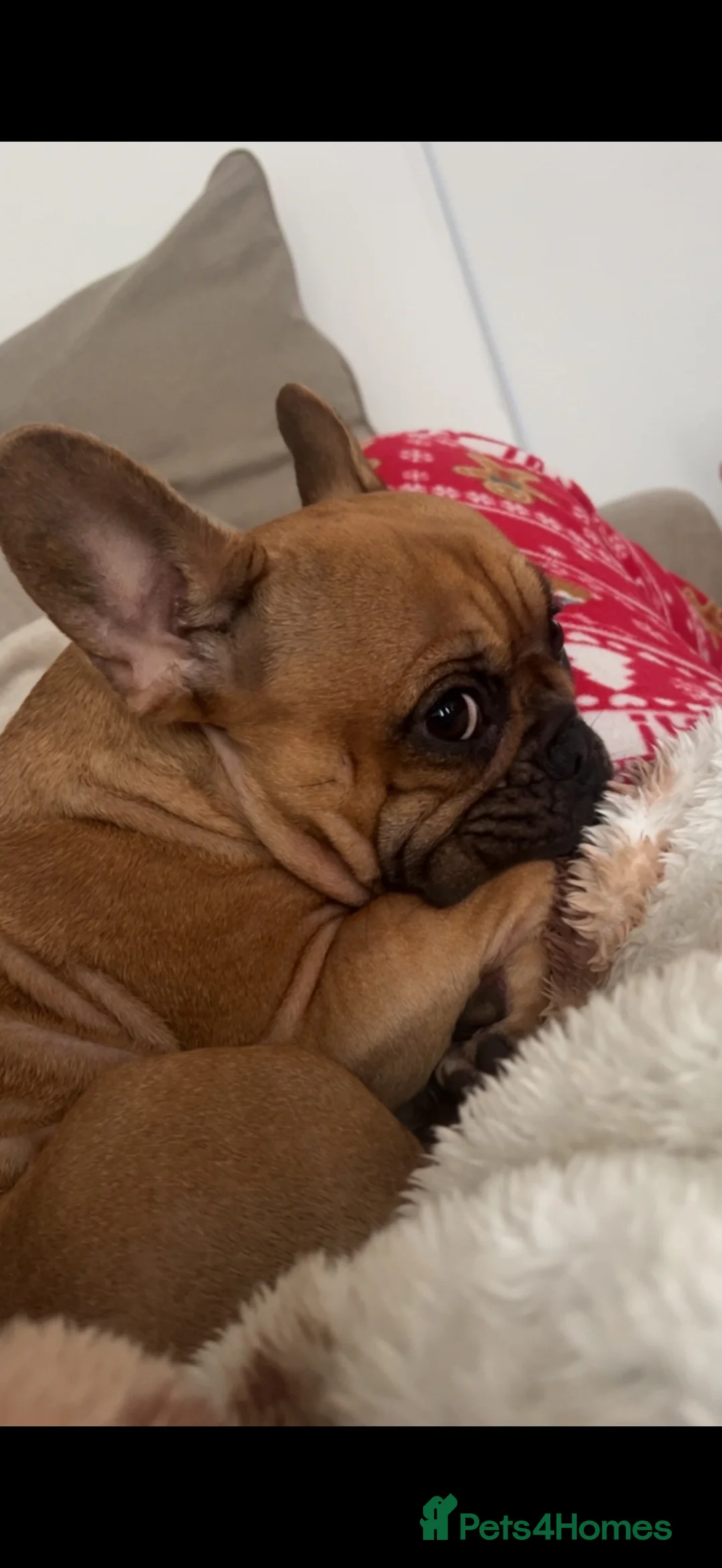 French Bulldog dogs for sale: 5 year old female French Bulldog - Advert 7