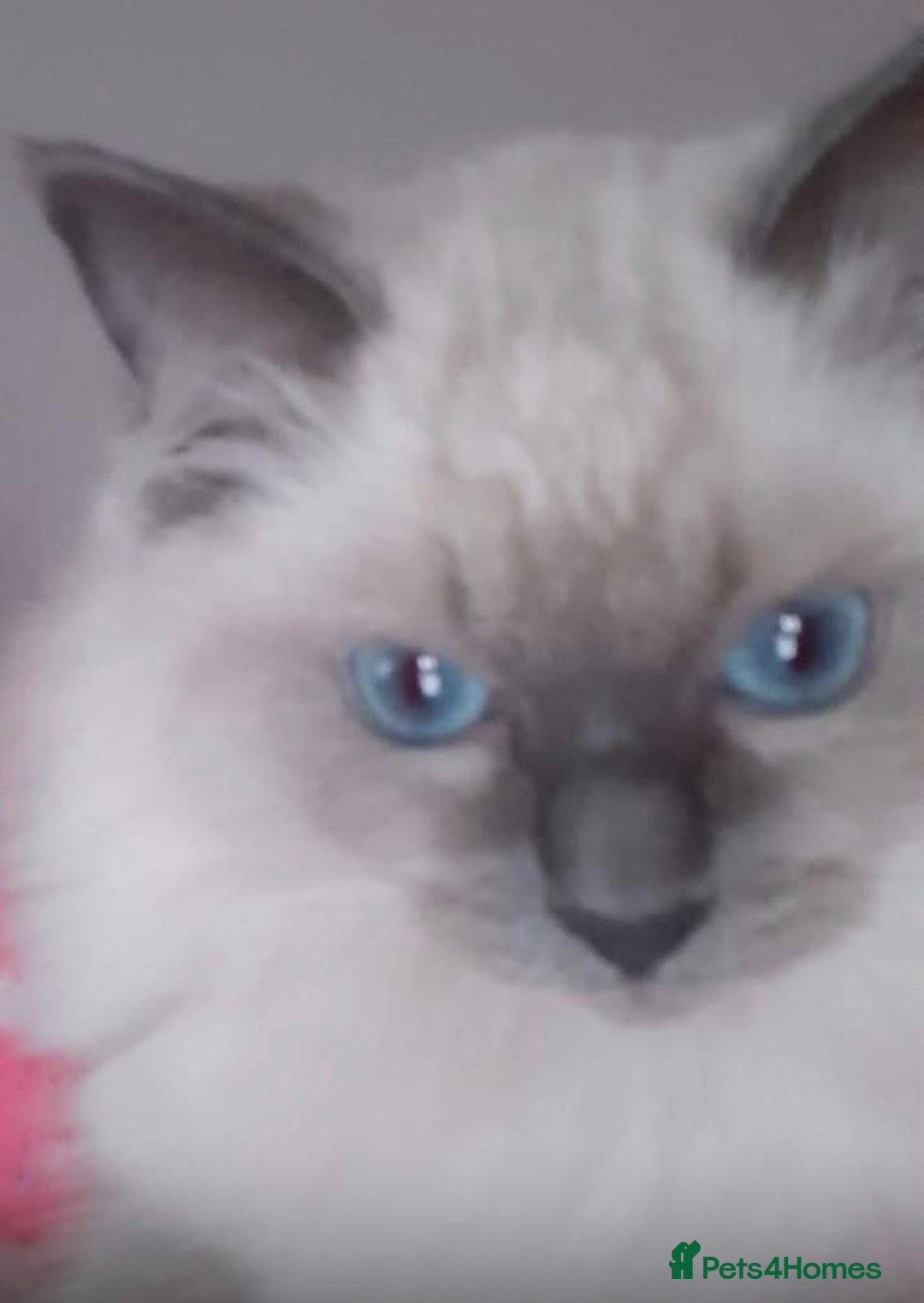Ragdoll cats for sale: Beautiful GCCF Ragdoll Kittens  - Advert 3