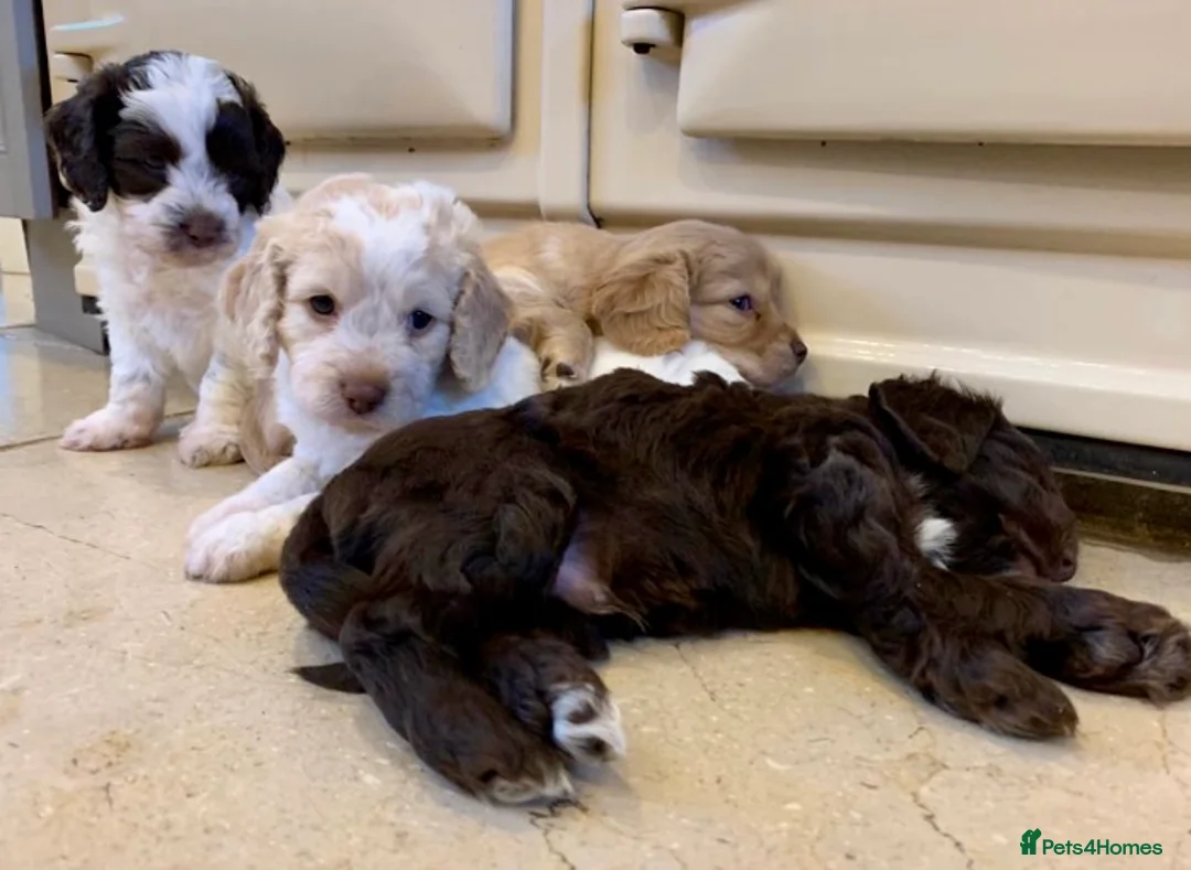 Cockapoo dogs for stud: Cockapoo F1 - Show Champion* and Proven Stud in Barnstaple - Advert 8