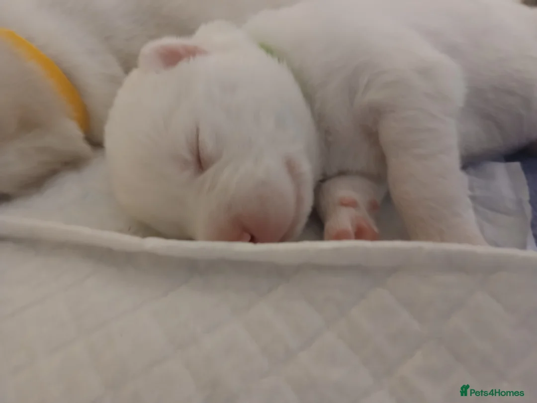 Siberian Husky dogs for sale: 1 SIB HUSKY GIRL LEFT CAN LEAVE 12/02/26 - Advert 22