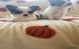 Papillon dogs for sale: 2 Beautiful Pedigree Female Papillons  - Image 5