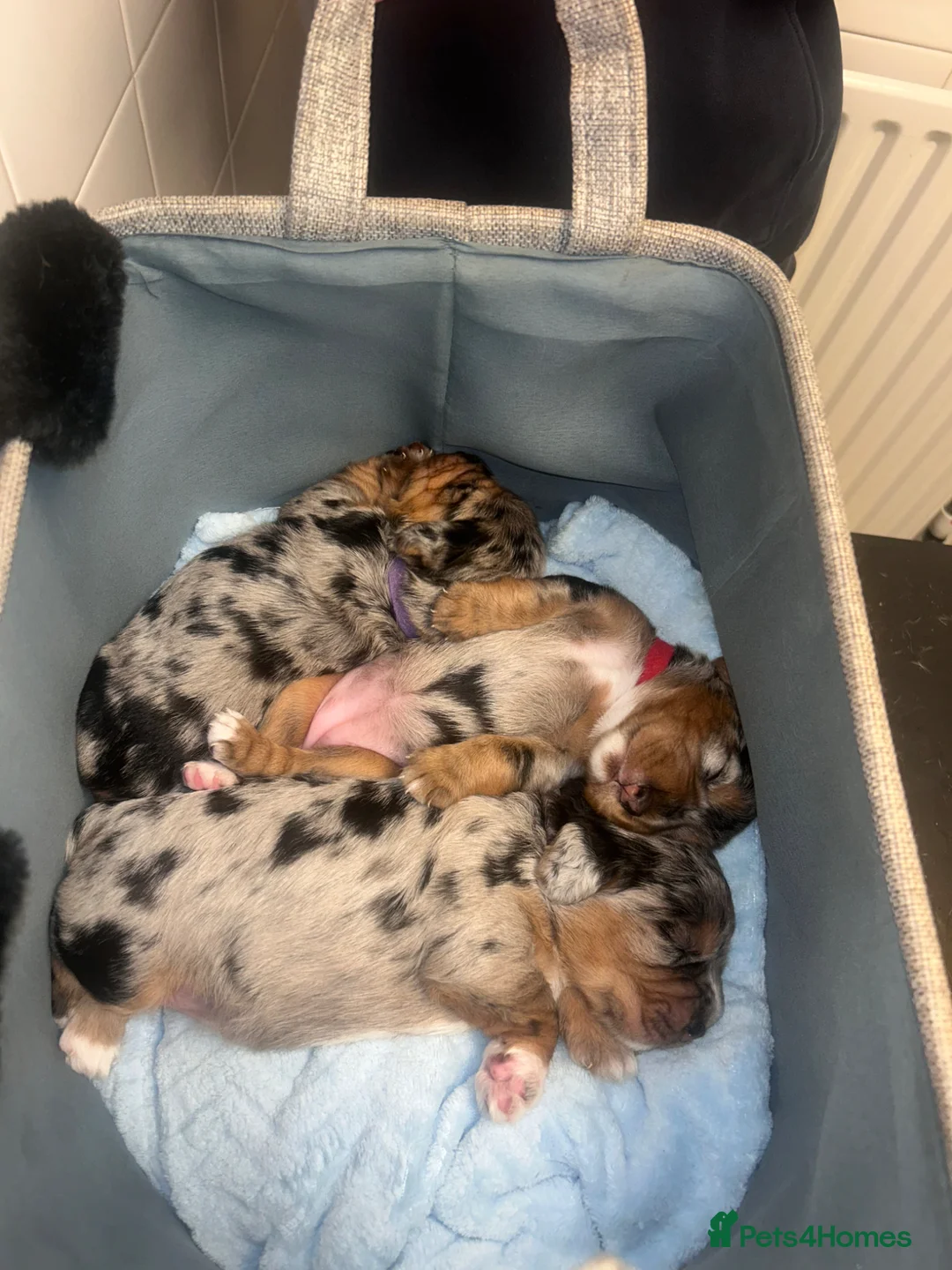 Mixed Breed dogs for sale: Beagle x cockapoo merle puppies - Advert 1