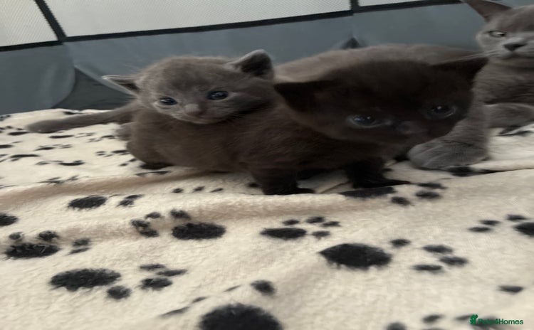 British Shorthair cats - Advert 11