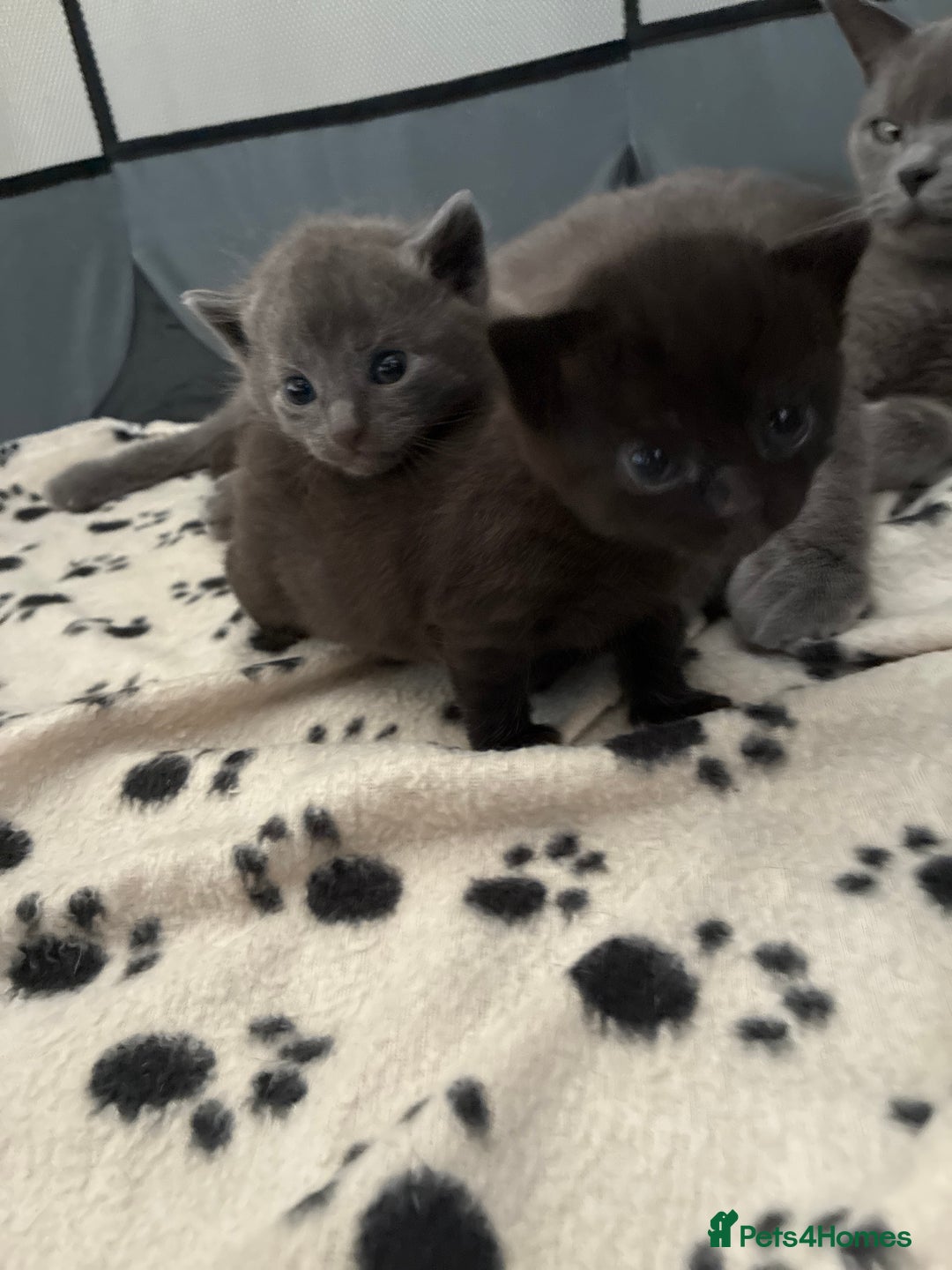 British Shorthair cats for sale: 🐾 British Shorthair Kittens 🐾 - Image 2