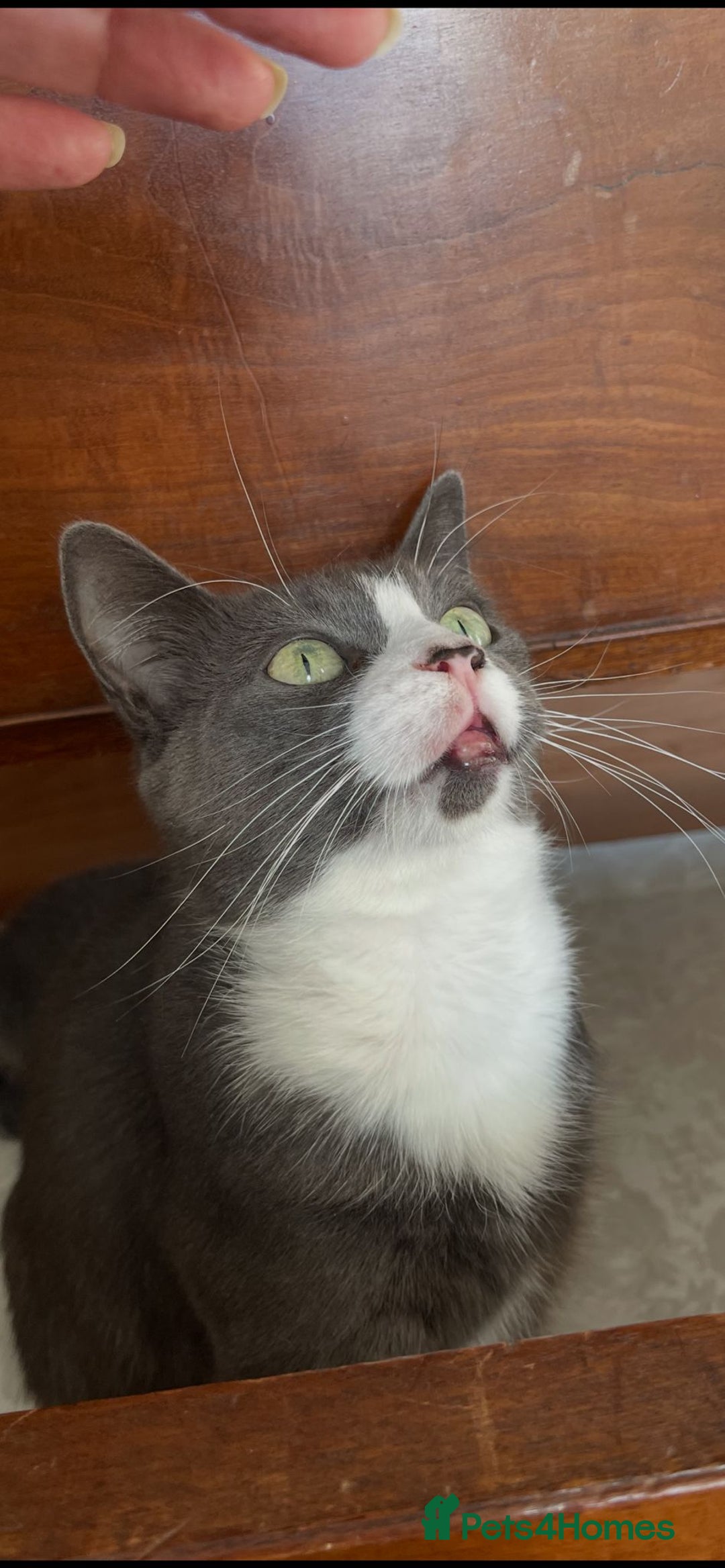 British Shorthair cats for sale: Male 3/4 BSH blue - Advert 6