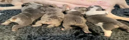 Mixed Breed dogs for sale: English Bulldog X French Bulldog Hybrids in Bognor Regis - Advert 16