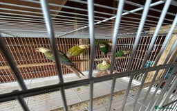 Conures birds for sale: Conures  - Image 4