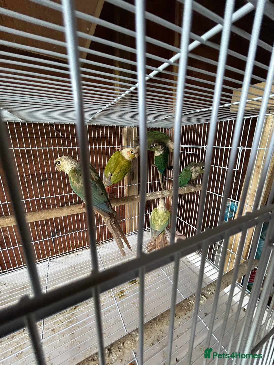Conures birds for sale: Conures  - Image 4