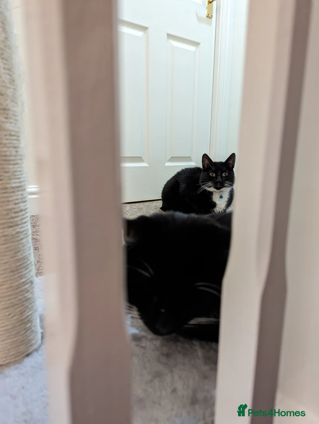 Domestic Shorthair cats for adoption: Buddy and Ozzy seeking their perfect homes - Advert 13