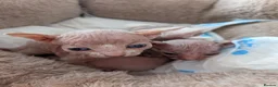 Sphynx cats for sale: 4 spynx kittens - Advert 5