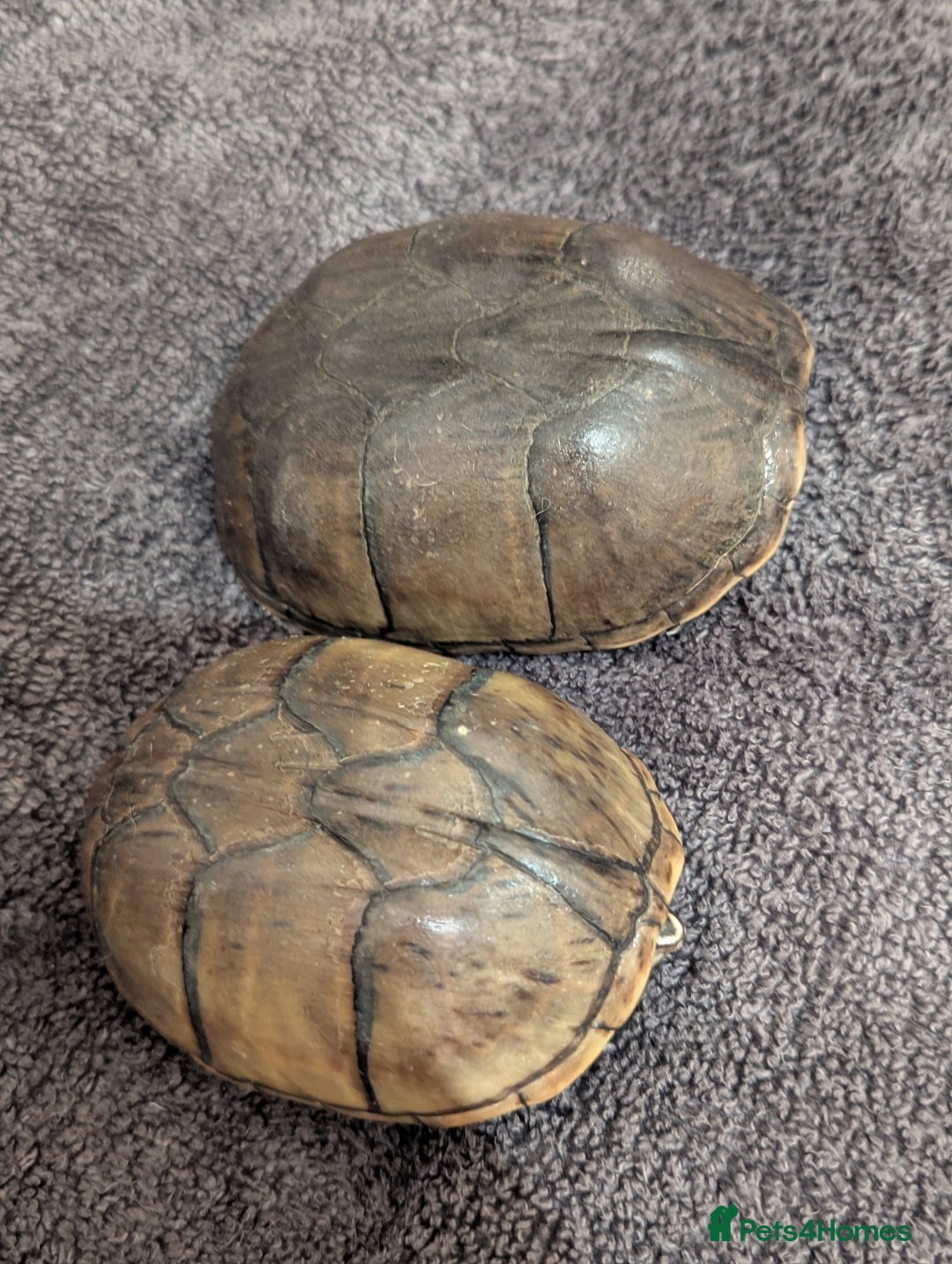 Turtle reptiles for sale: Pair of Female Musk Turtles - Terrapins - Advert 3