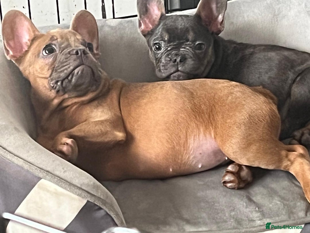 French Bulldog dogs for sale: Female French Bulldog - Advert 4