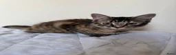 Mixed Breed cats for sale: 4 adorable kittens for sale - Advert 16