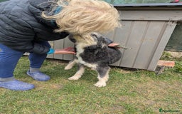 Mixed Breed dogs for adoption: Naty for adoption - Image 3