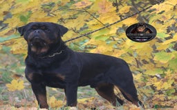 Rottweiler dogs for sale: Top KC Registered Rottweiler Puppies For Sale - Image 16
