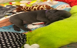 French Bulldog dogs for sale: French bulldog pups  - Image 6