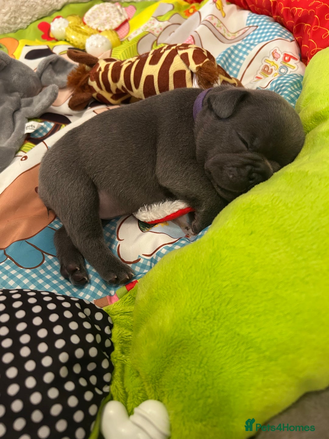French Bulldog dogs for sale: French bulldog pups  - Image 6