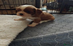 Cavalier King Charles Spaniel dogs for sale: King Charles cavalier puppies ready on 25th Sept! - Image 10