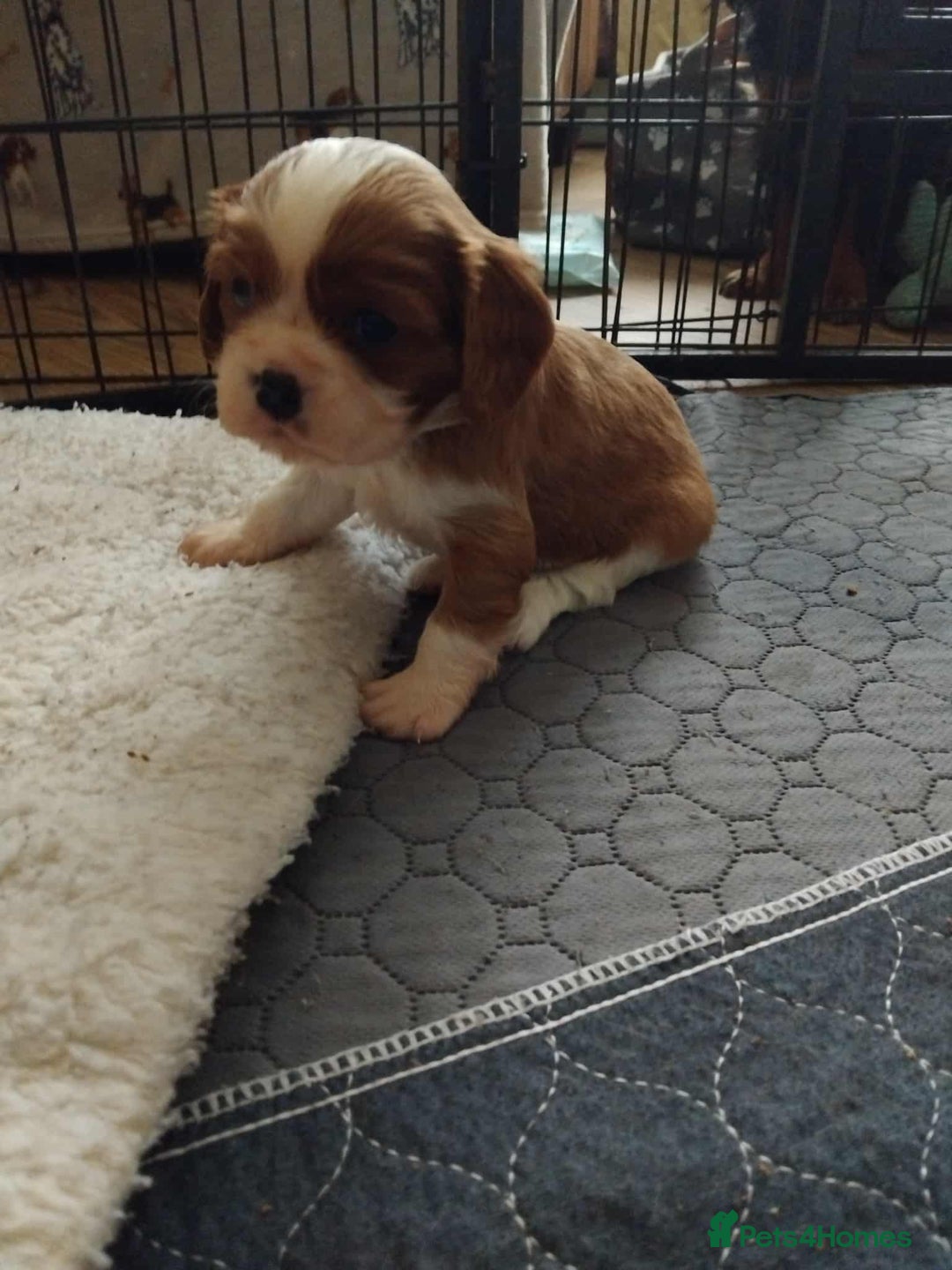 Cavalier King Charles Spaniel dogs for sale: King Charles cavalier puppies ready on 25th Sept! - Image 10